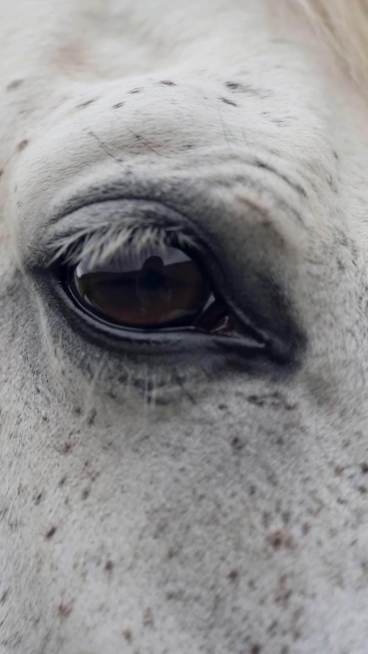 A close-up of a white horse's eye and speckled coat